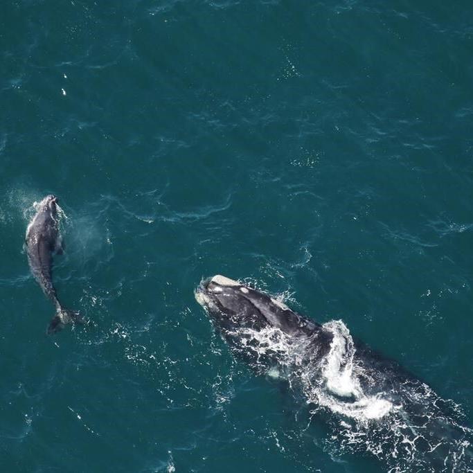 Population of endangered North Atlantic right whales continues decline: study